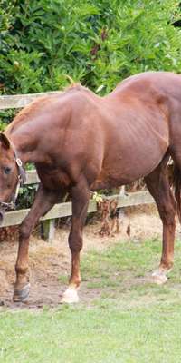 Vintage Crop, Irish Thoroughbred racehorse, dies at age 27